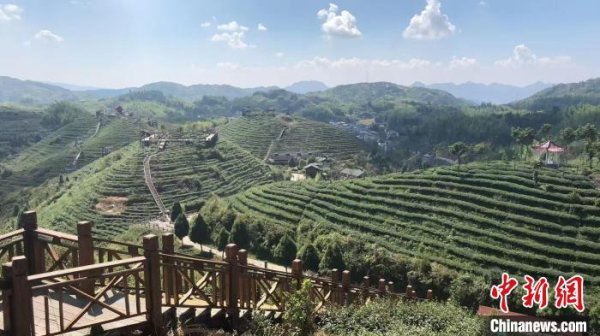 掌心策略 台青扎根茶乡：美人茶沏出两岸“同心味”